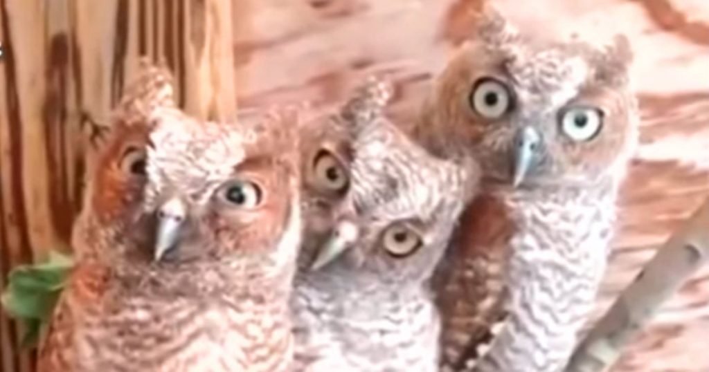pet owls