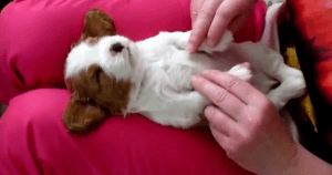 Puppy massage