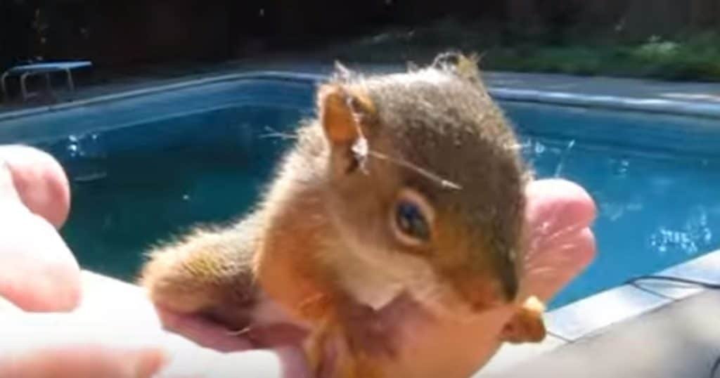 baby red squirrel