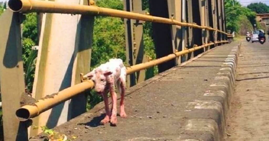 dog rescued