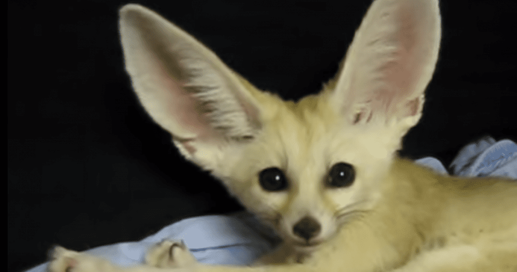 Fennec fox
