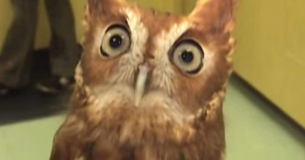 screech owl