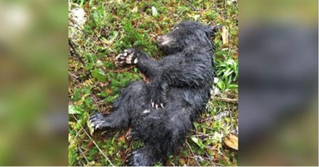 Man saves dying bear