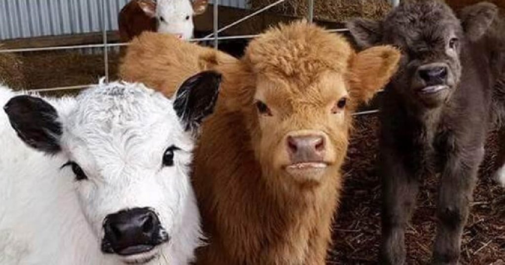 fluffy mini-cows