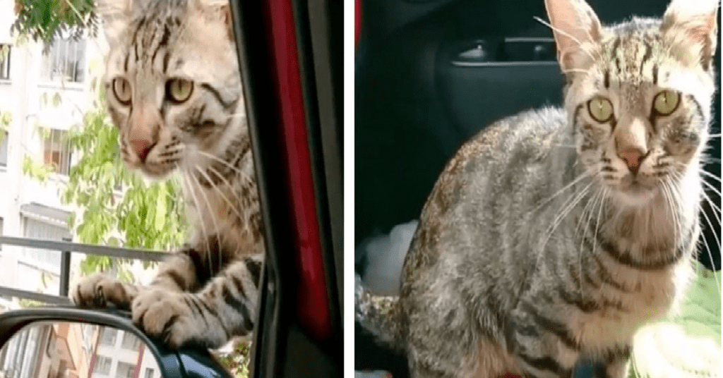 stray cat breaks into a car