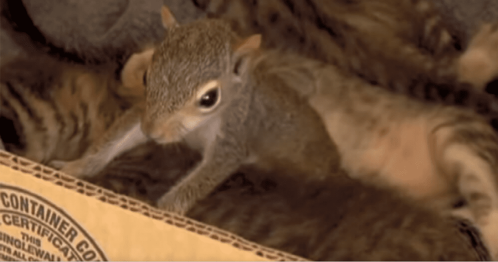 When mama cat adopted a tiny squirrel. Baby Squirrel Is Adopted By Mama Cat