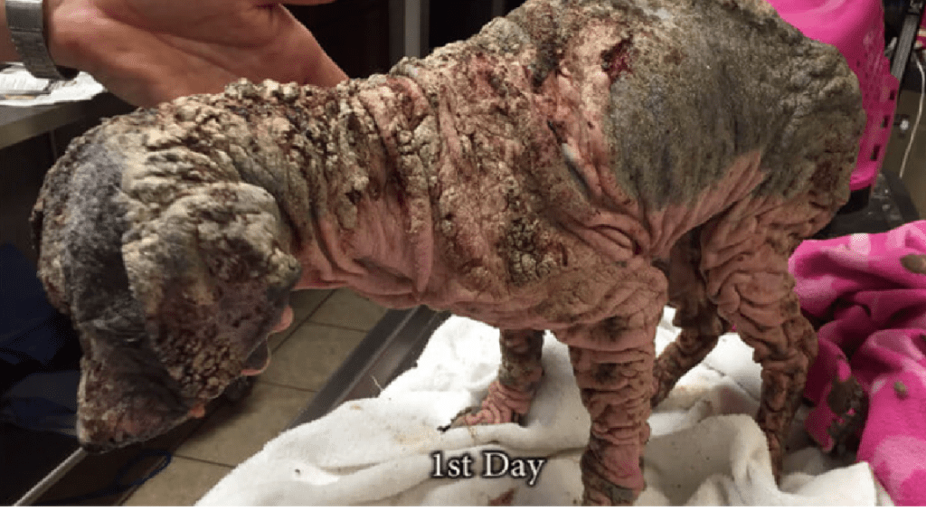 severely neglected dog's transformation