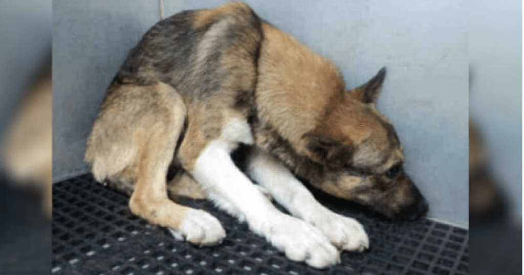 abused dog recovers