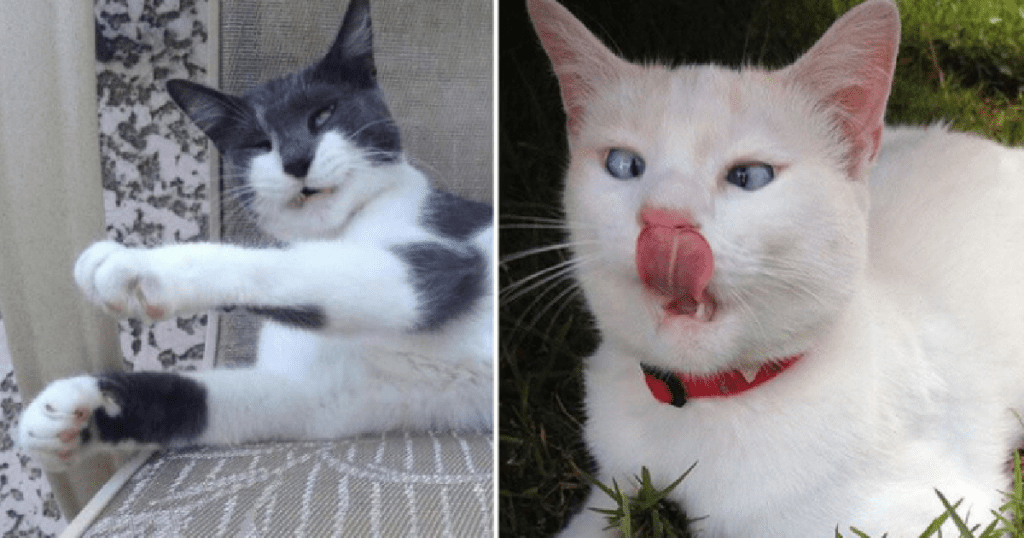 Do you think that all cats are photogenic? Photogenic Cats Who Love To Have Their Picture Taken