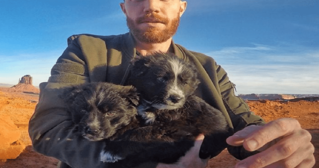 two puppies travel 30,000 miles