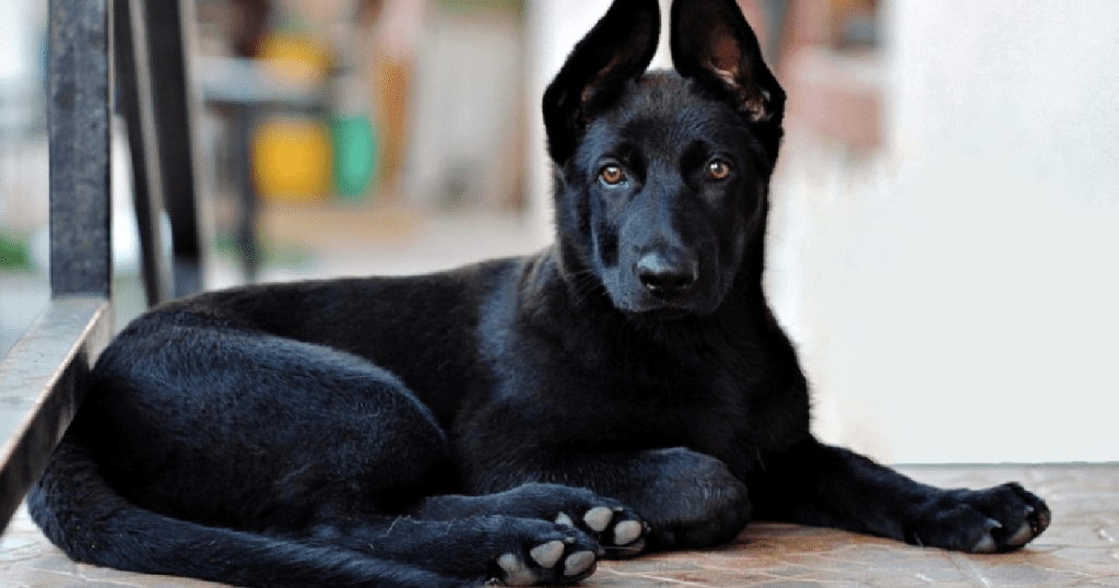 german shepherds
