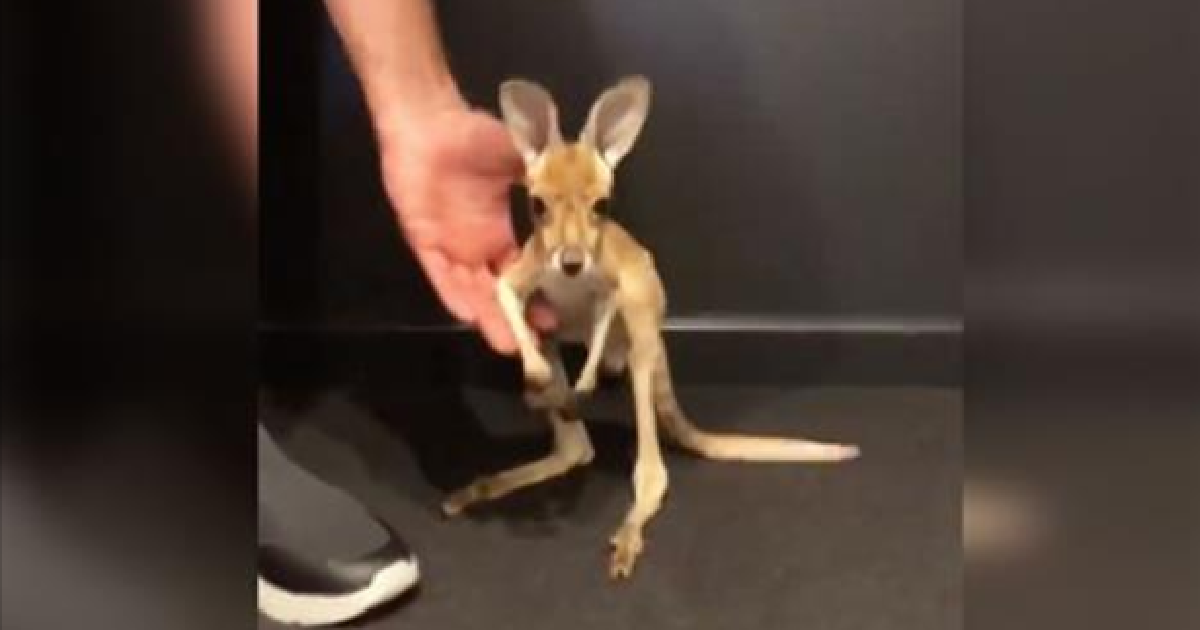 Orphaned Baby Kangaroo Just Took His First “Hops”