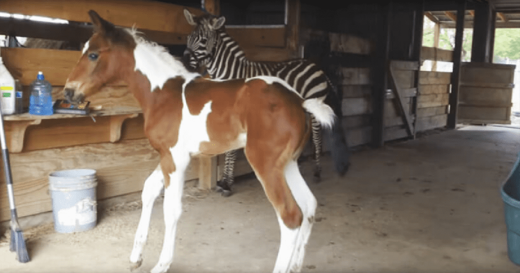 foal and zebra