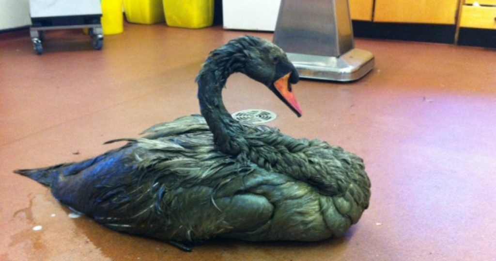 black-swan-covered-in-oil People Spot 'Black' Swan — Then Realize He Isn't Supposed To Be Black
