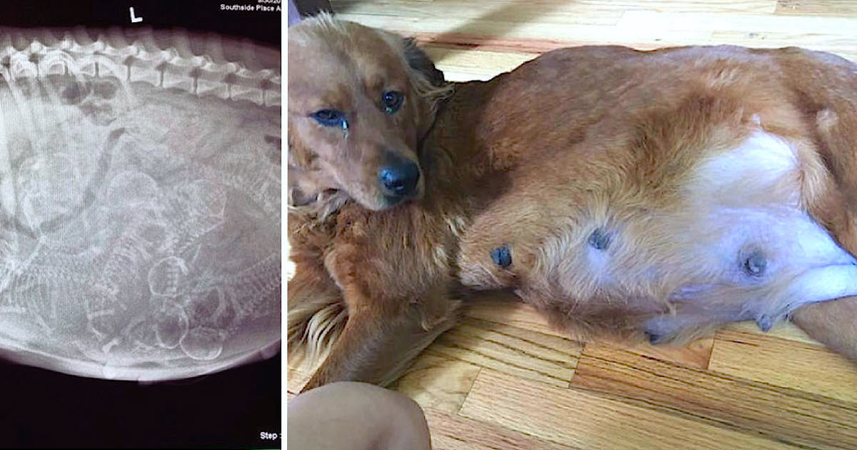 Pregnant Dog Has Giant Belly, But When Puppies Keep Coming, Mom Realizes X-Rays Were Wrong