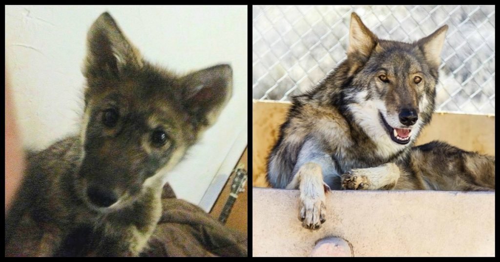 neo wolf dog puppy