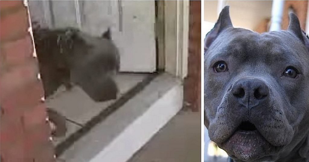 blitz the dog hero