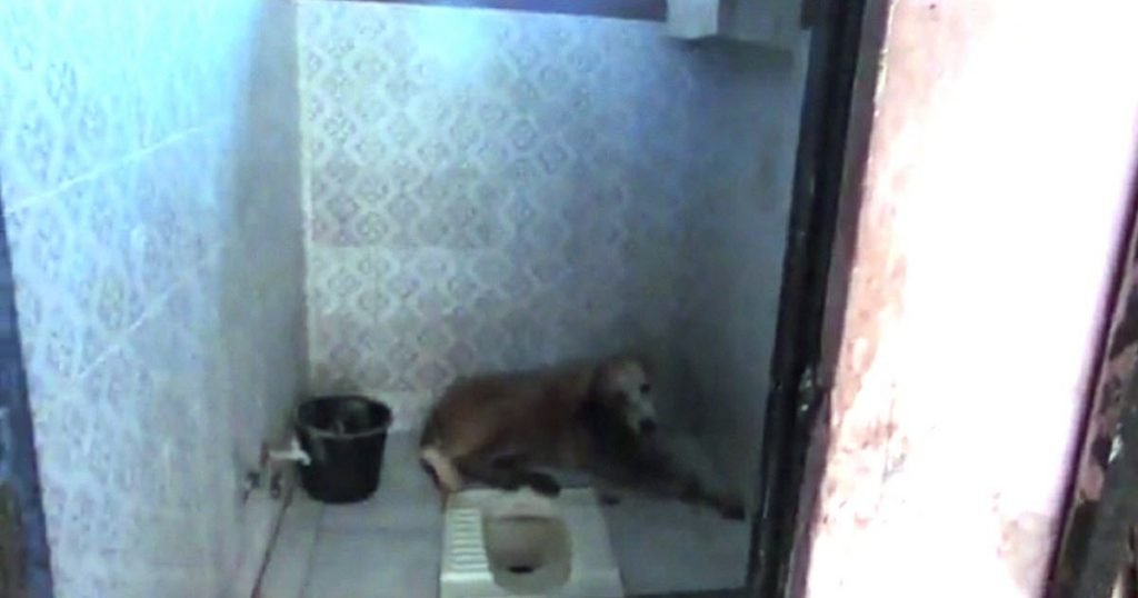 dylan dog rescue