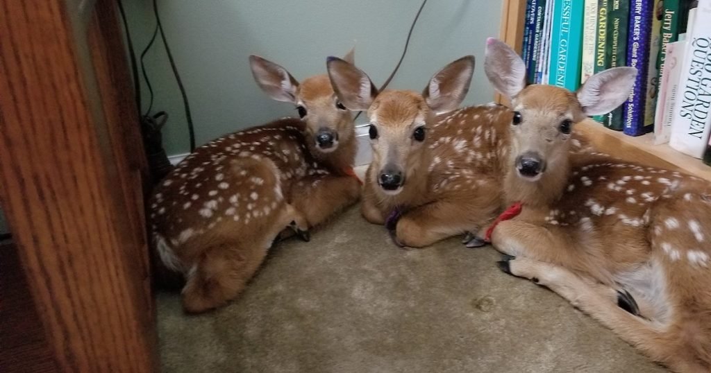 baby deer storm