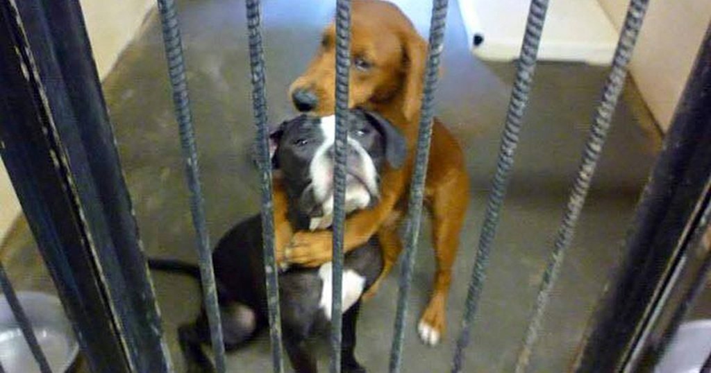 “Hugging Dogs” Photo Helps Two Pups Escape Euthanization And Find A Home