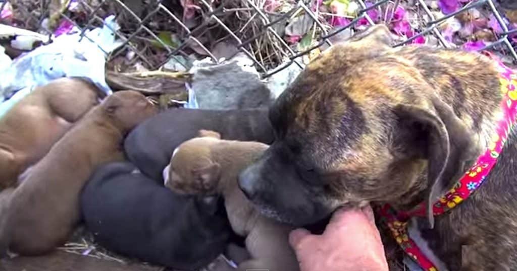 mama rosie pitbull reunion