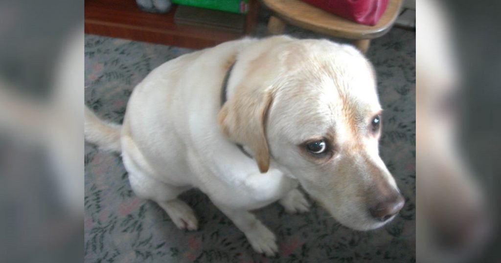 never do to your dog