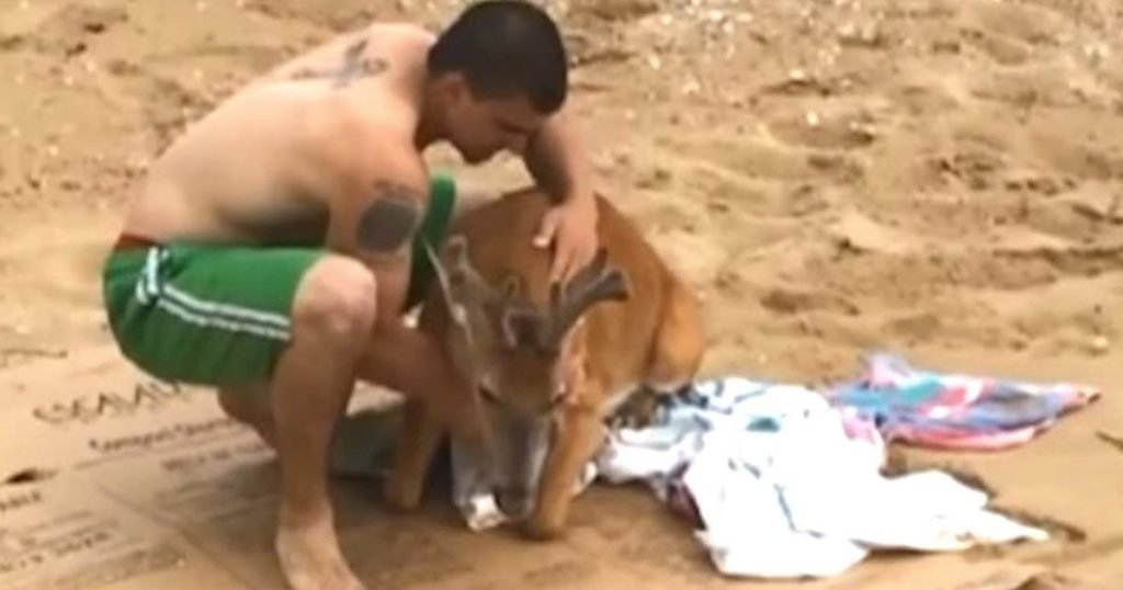 drowning deer