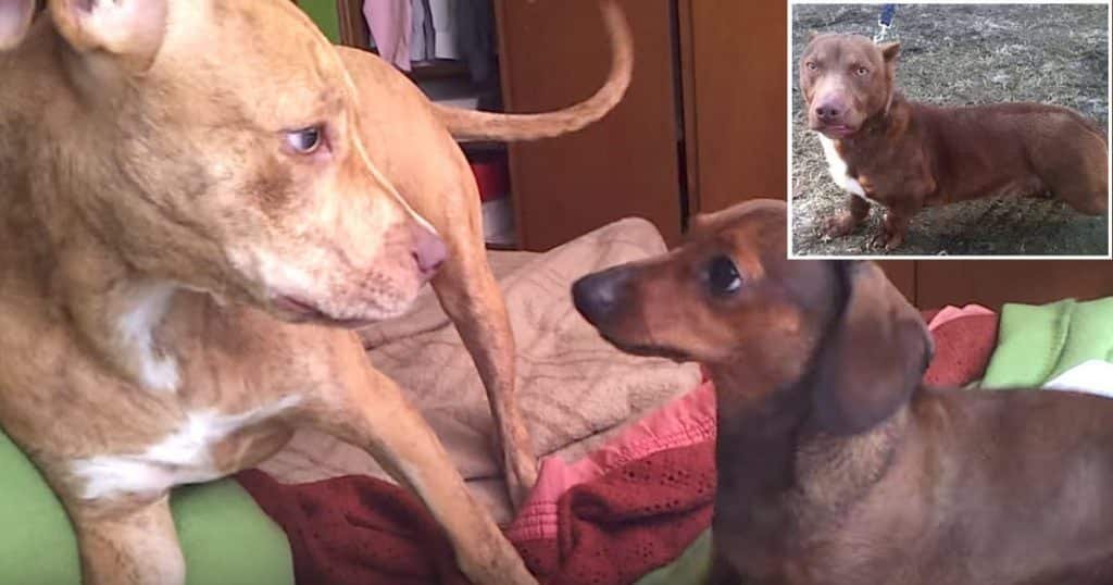 pit bull dachshund mix rami