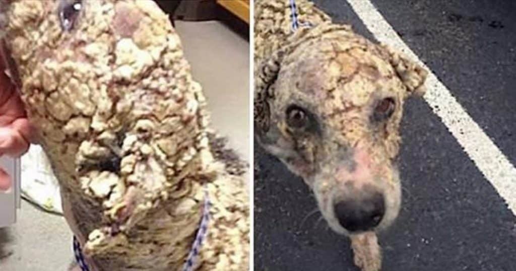 augustus dog transformation