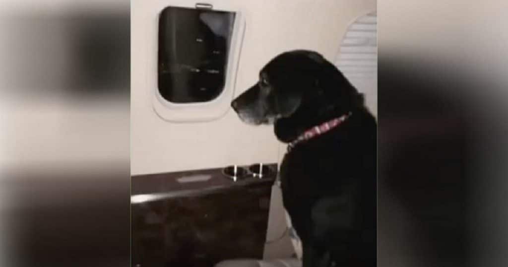 dog saved by heiress