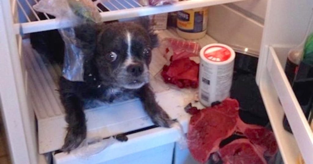 dogs in the act