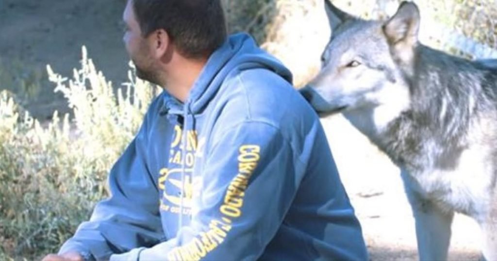 veterans wolves program