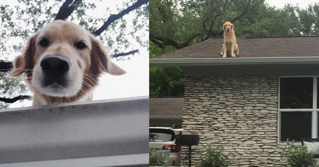 roof dog