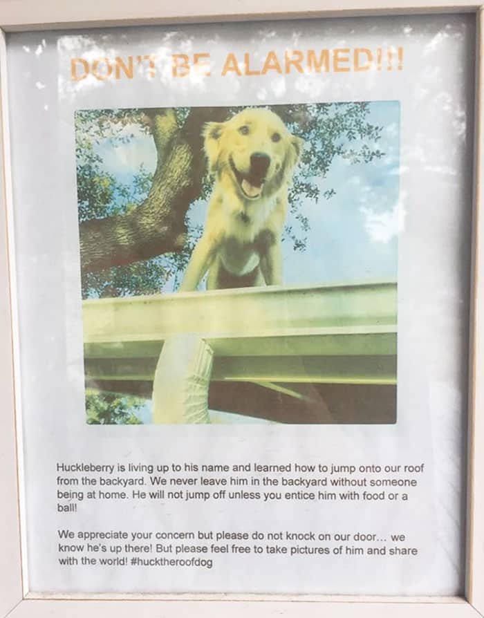 Huck The "Roof Dog" Becomes Instant Celebrity After Hanging Out On The Roof