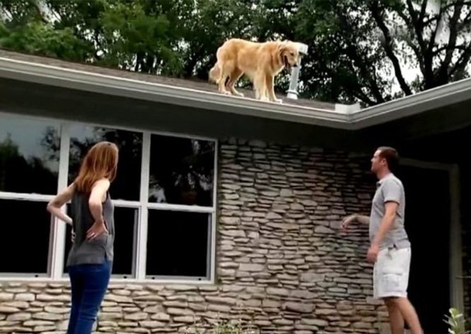 roof dog