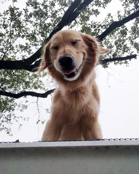 roof dog