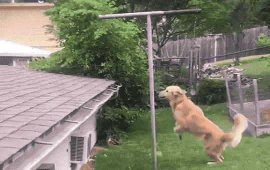 roof dog