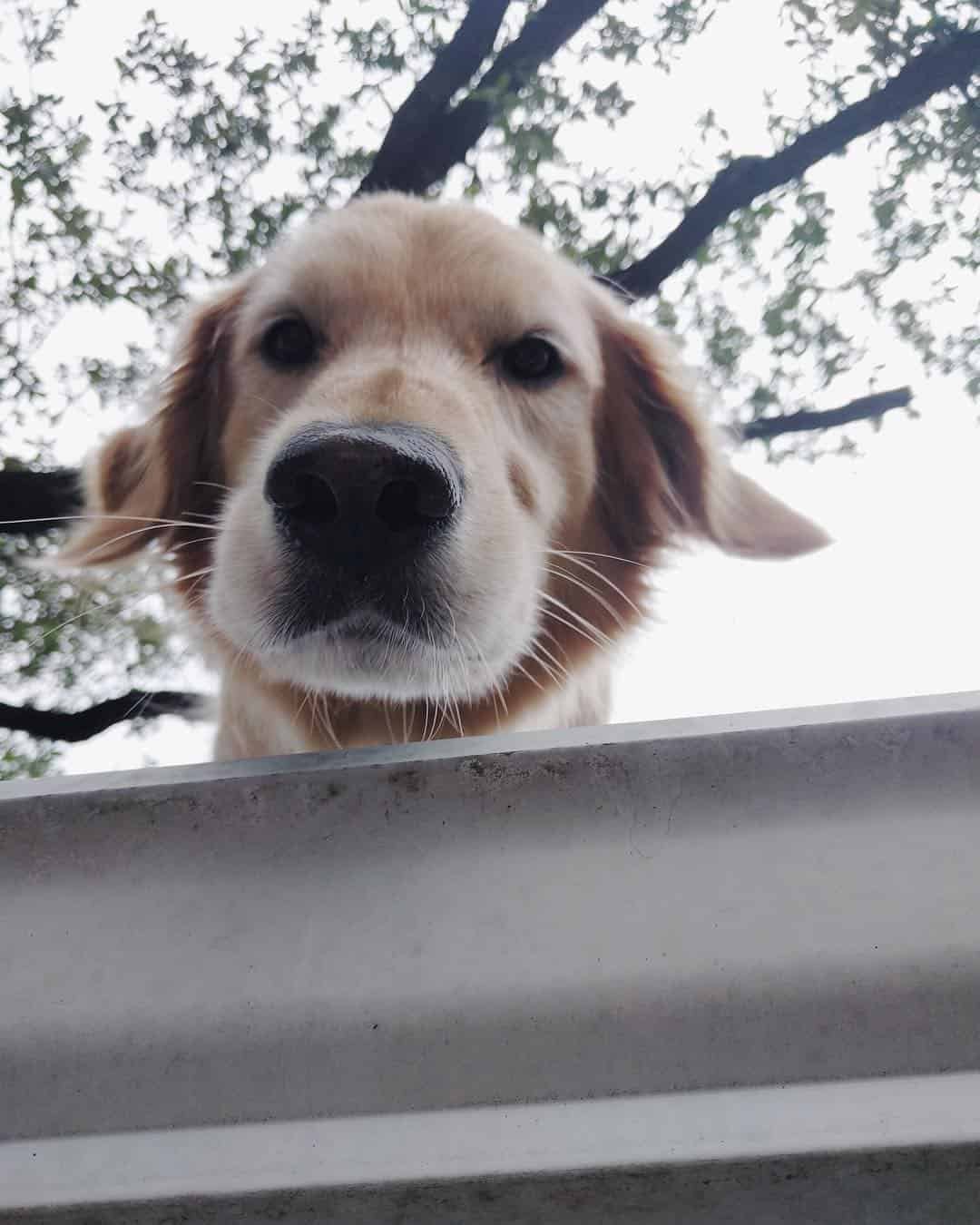 roof dog