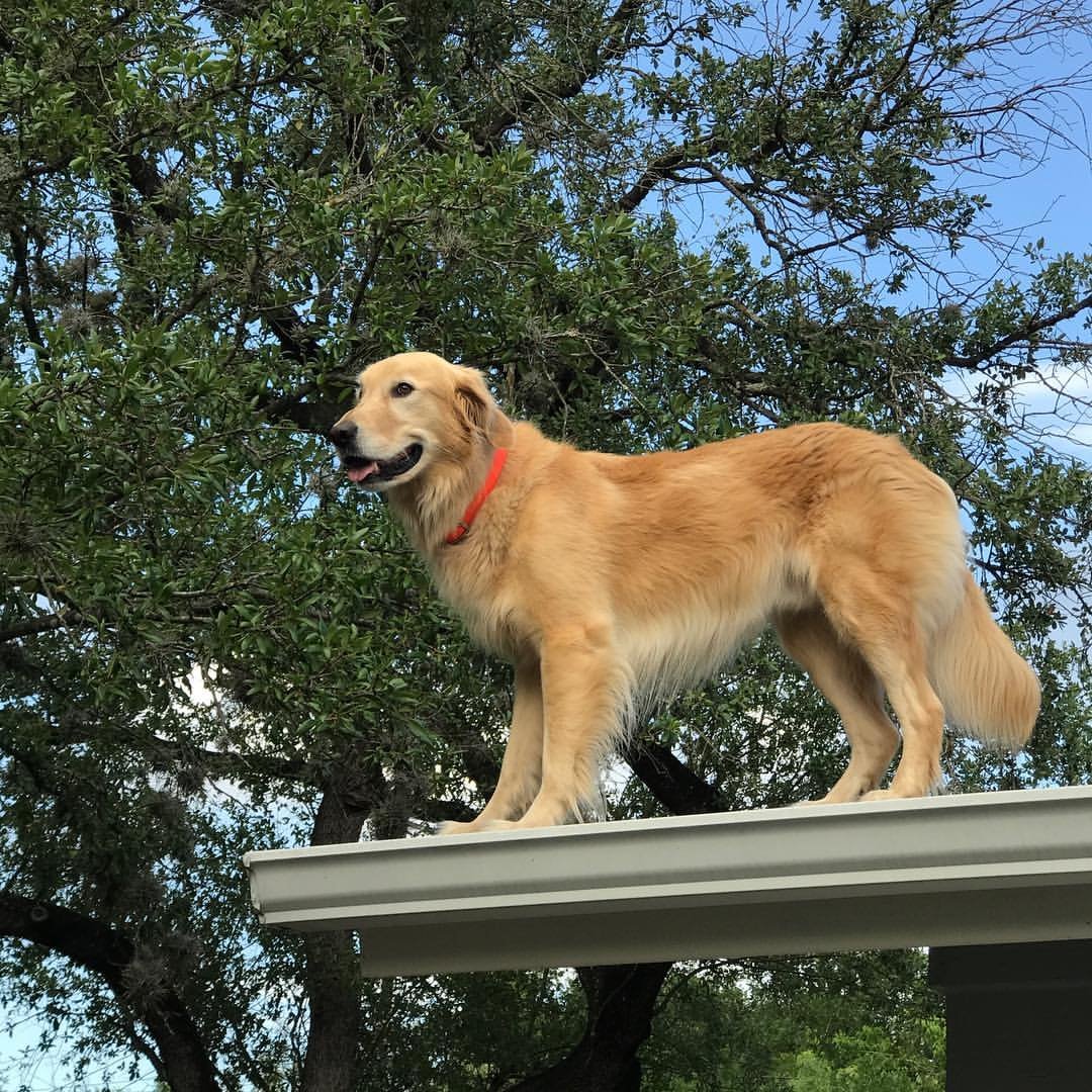 roof dog