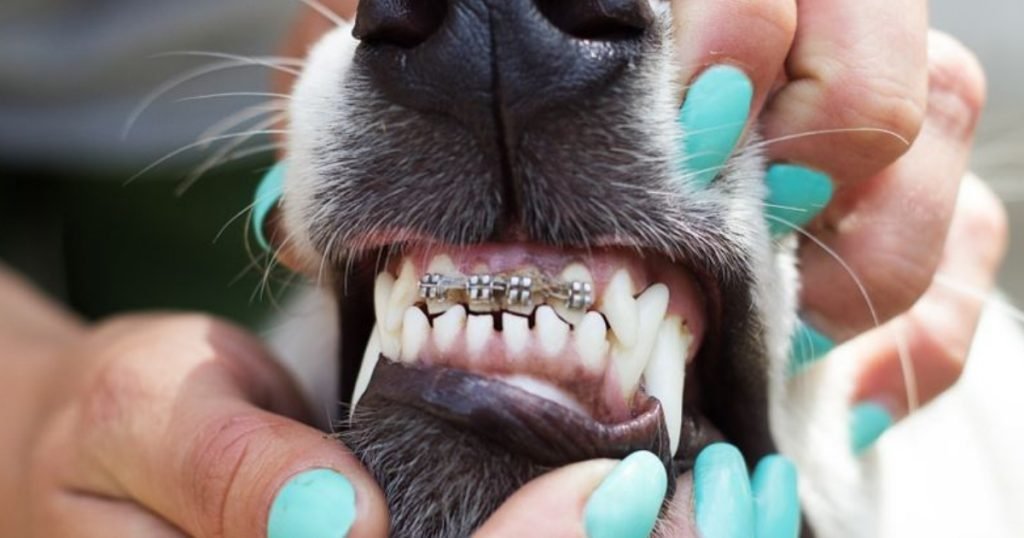 Meet the world´s first Identical twin puppies. What You Should Know About Dog Braces