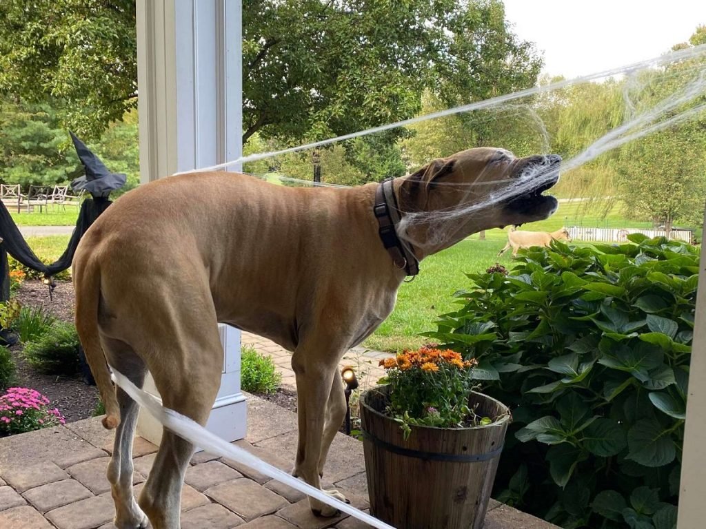 great dane regrets messing with halloween decorations