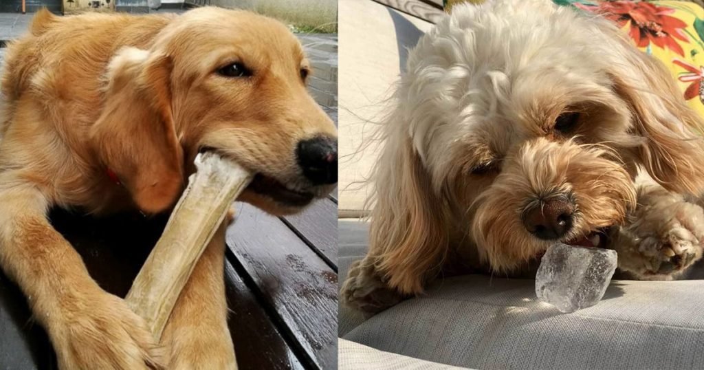 6 Things Dogs Shouldn't Chew
