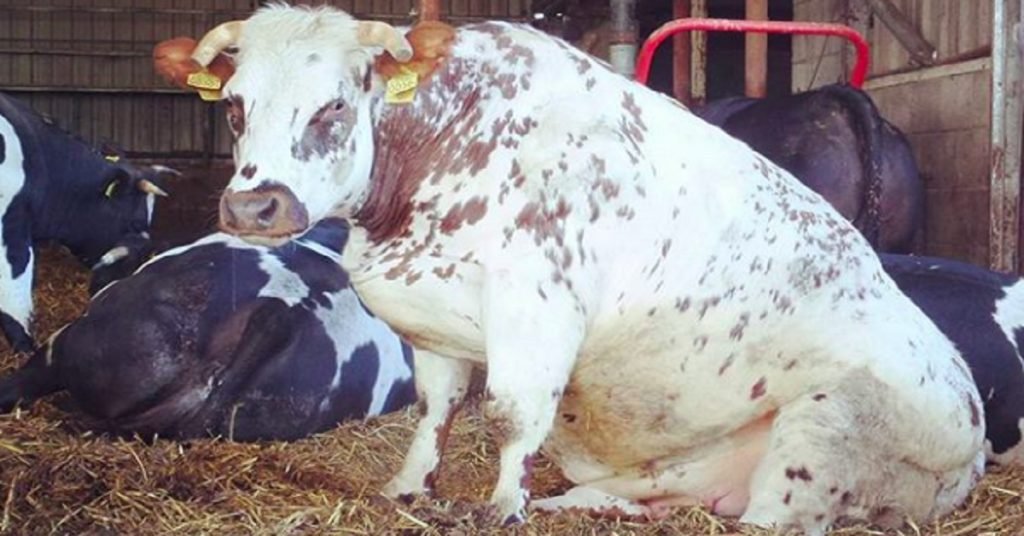 cows sitting like dogs