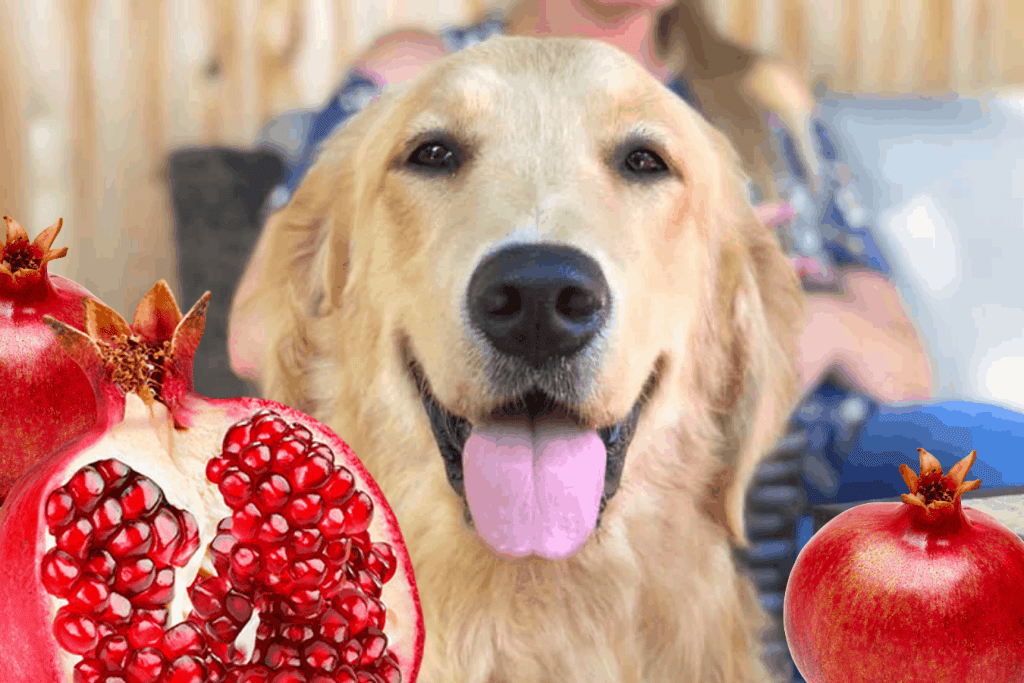 Can Dogs Eat Pomegranate? - Hearts Of Pets