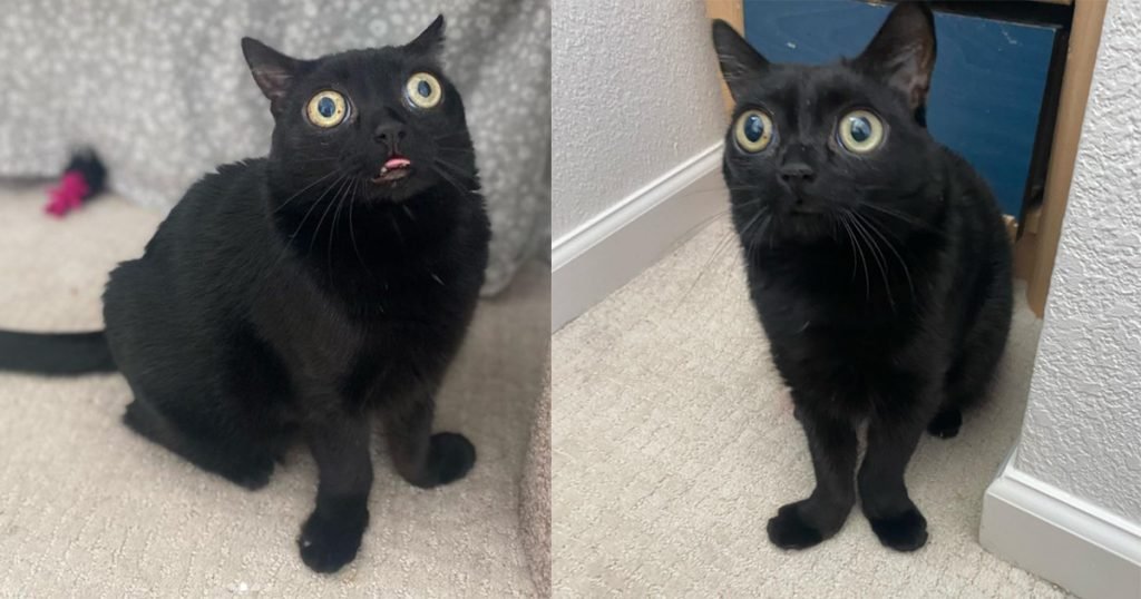 jinx the cat