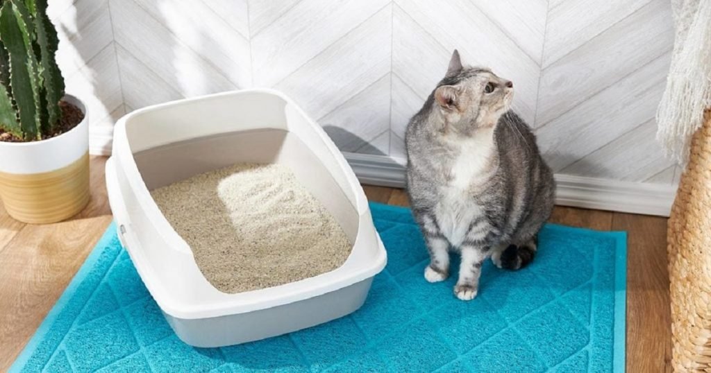 why is my cat pooping outside the litter box
