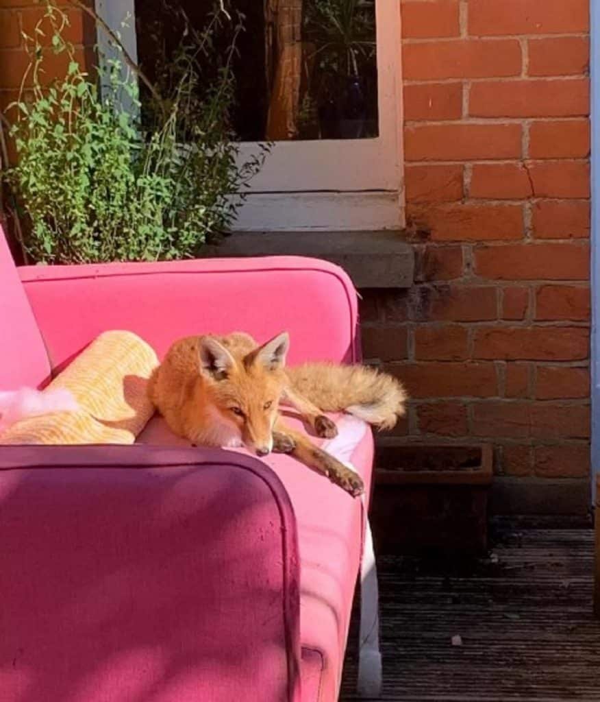 baby fox