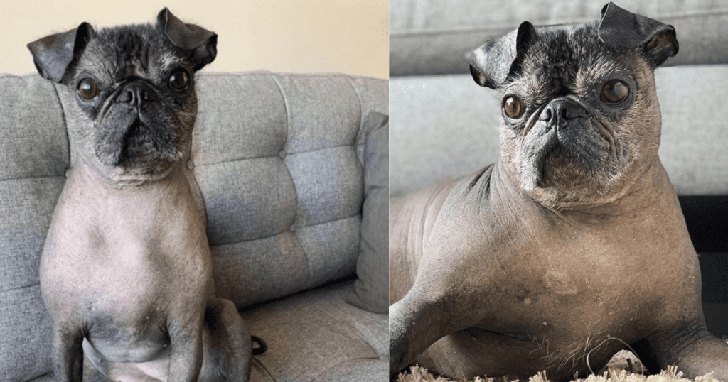 Hairless Pug Dorothy The Hairless Pug Is Beyond Adorable 2024