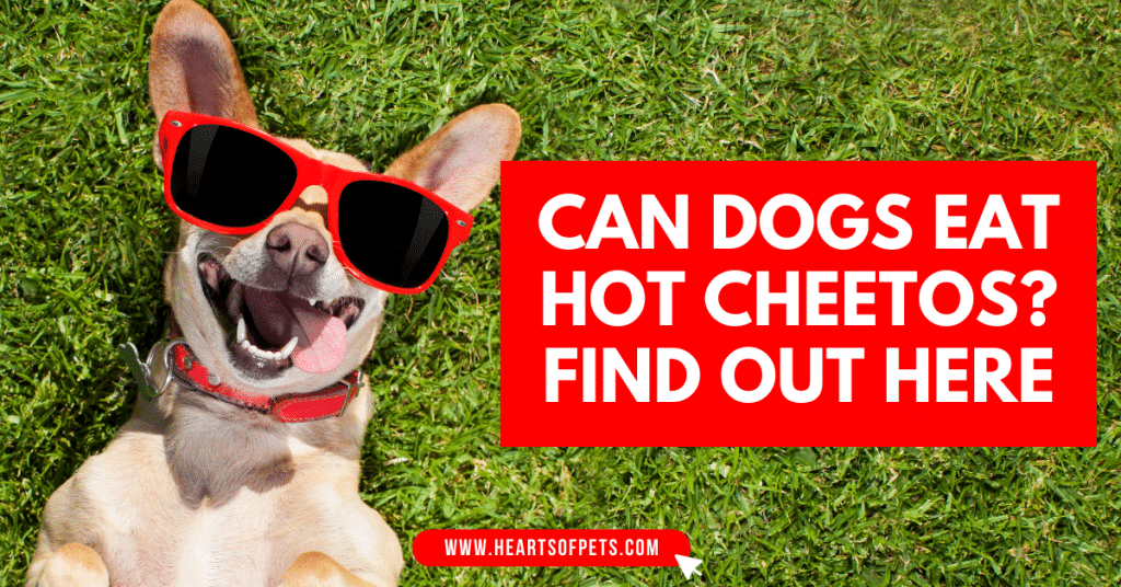 Can dogs eat hot cheetos