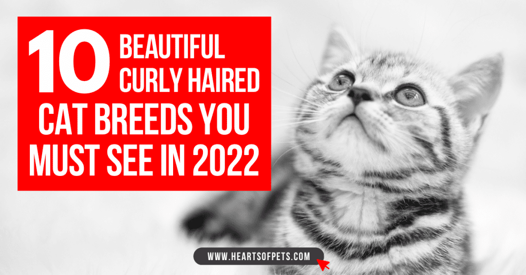 Curly haired cat